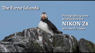 Farne Islands  Photographing Birds  Puffins [upl. by Aisyle]