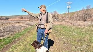 Springers and Cocker Spaniel working on an Advanced Upland Field Control Drill [upl. by Erual438]