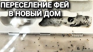 Распаковка и обзор фермы quotБелый Домquot 30 от 4 ants Заселение в него муравьёв Pheidole pallidula [upl. by Airdnna]