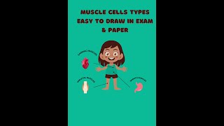 Muscle Cells TypesEasy to draw in exam and paper [upl. by Anhej813]