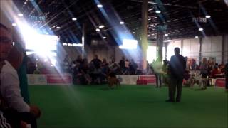 World Dog Show 2013 Amstaff Intermediate Class [upl. by Stevy532]