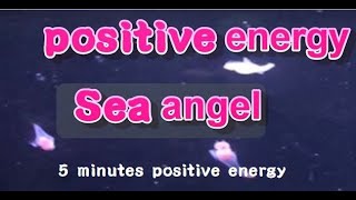 Positive energyClione limacinaSea angel正能量海天使裸海蝶冰海天使❤貝兔❤ [upl. by Rebecca]