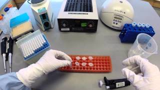 DNA Extraction Protocol  Part 1 [upl. by Minna]