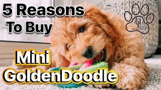 TOP 5 REASONS WHY YOU SHOULD BUY A MINI GOLDENDOODLE [upl. by Lissi799]