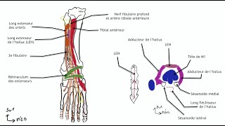 Myologie de la jambe loge anterieure [upl. by Nidla662]