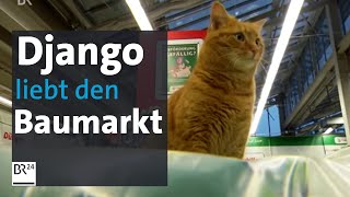 Django  der BaumarktKater aus Starnberg  BR24 [upl. by Nnylesor881]