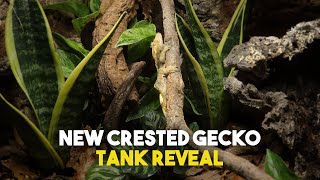 Building My Crested Gecko A Bioactive Tank  Viperia Vivarium [upl. by Blinnie]