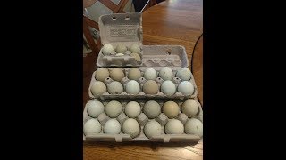 Araucana Chickens  Packaging Hatching Eggs for Shipping  April 182018 [upl. by Ludovika447]