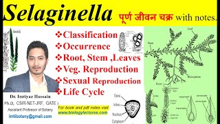 Selaginella complete life cycle pteridophyta pteridophytes bsc1stsemester bscbotany neet [upl. by Seigel]