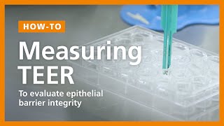 How to Perform a TEER Measurement to Evaluate Epithelial Barrier Integrity in ALI Cultures [upl. by Rupert622]