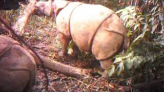 Critically Endangered Javan Rhinos and Calves Captured on Video [upl. by Larena]