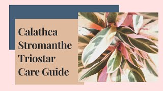 Calathea Stromanthe Triostar Care Guide And Propagation [upl. by Niawd]