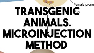 Transgenic animals DNA micro injection method [upl. by Rikahs454]