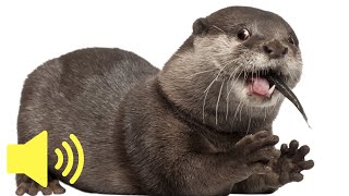 What does an Otter sound like  Cute Animal Sounds [upl. by Land854]