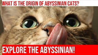 Mysterious Abyssinian Cats Everything You Need to Know [upl. by Anitrak]