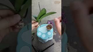 How amazing to grow orchids propagate plant fast and easy 4488 [upl. by Mame]