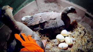 Geese Hatching Goose Eggs Start to Finish [upl. by Enoj]