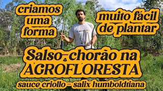 Maneira fácil de plantar Salsochorão na AGROFLORESTA  sauce criollo  salix humboldtiana [upl. by Carman]