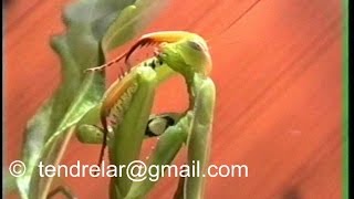 A praying mantis cleaning itself carefully after eating [upl. by Salokcin]