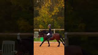 Harlens first showjumping show❤️ shorts viral equestrian [upl. by Chappell]