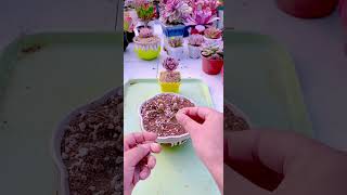 Replant succulents by leaves shortvideo plants indoorgardening garden houseplants nature [upl. by Rema]