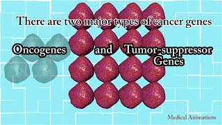 Oncogenes  Biomolecules  MCAT  Khan Academy [upl. by Nytsirhc]