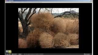 Salsola tragus  Russian Tumbleweed Pt 1 of 2 [upl. by Mariam]