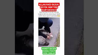 ALLAH RAZI OLSUN BÜYÜK DERTTEN KURTARDINIZ KÖPEĞE YARDIM EDEREK köpek kedi Hayvan [upl. by Nallek690]