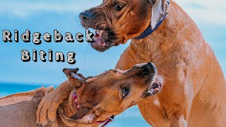 Rhodesian Ridgeback Biting [upl. by Beaner]