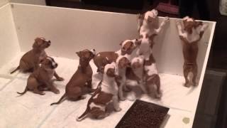 Amstaff puppies [upl. by Zebadiah689]