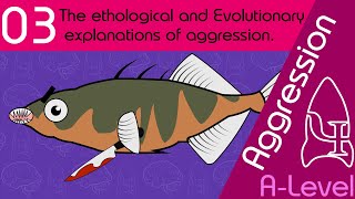 Ethology and Evolution  Aggression AQA ALevel Psychology [upl. by Liva]