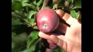 Be ready for the future of apple farming with Koppert [upl. by Bolanger]