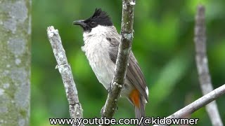 Bird Song amp Call SOOTYHEADED BULBUL Singapore [upl. by Nyrahs423]