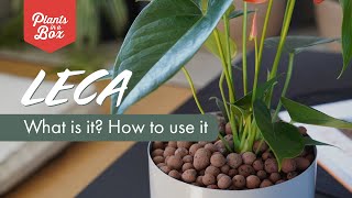 Whats LECA and how to use it [upl. by Azenav]