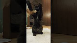 Kitten 🐈 stands on two legs playing 😀 rap music hiphop funny catlovers vibeforanimals [upl. by Ahker]