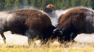 Combat de bisons impressionnant  ZAPPING SAUVAGE [upl. by Walt]