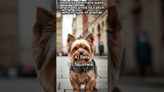 Yorkshire Terriers were originally bred to catch which type of animal [upl. by Charisse]