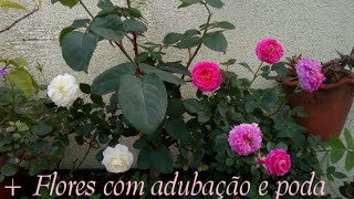 ROSEIRA MAIS FLORIDA COM NPK [upl. by Giselbert]