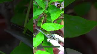 how do you get a bougainvillier to bloom shortvideo viral seeds gardening plants [upl. by Marlena]