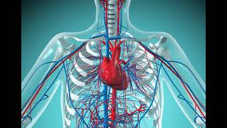 4 CVS Cardiovascular system Revision شرح بالعربي [upl. by Seka259]