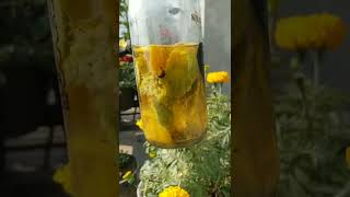 5 Secret Tips for Heavy Flowering On rose Plants Homemade FertilizerShortsgardeningfertilizer [upl. by Annaeed]