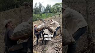 El Agricultor logró vender su arracacha en almacenes de cadena agricultura colombia gobierno [upl. by Min]