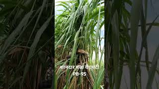 Sugarcane variety pb 95 pb95 farming agriculture farmer [upl. by Killoran757]