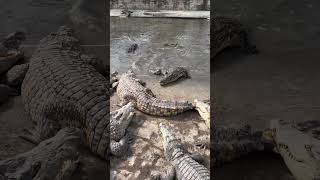 Feeding Crocodiles with Crocodile Leg [upl. by Ninaj]