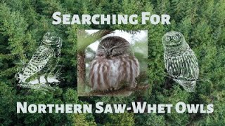 Searching For Northern SawWhet Owls [upl. by Asle851]