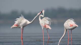 Greater flamingo Phoenicopterus roseus [upl. by Ilrak91]