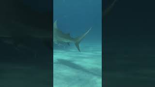 Why Shark Dont Eat Remora The Remoras and Sharks Relationship Explained 1minuteknowledge short [upl. by Yesiad]