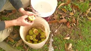 Cleaning and Saving Osage Orange Seed the Easy Way [upl. by Ahsirek]