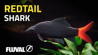 Species Spotlight  Redtail Shark [upl. by Norha117]