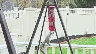 Hanging SquirrelProof Bird Feeder  Large Capacity Feeder for Your Backyard Birds [upl. by Riggall]